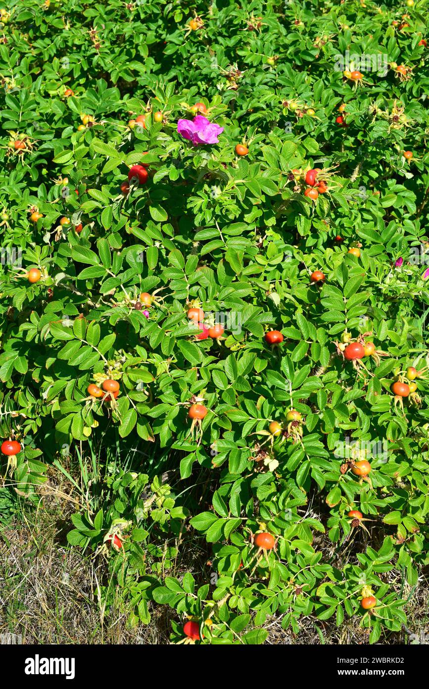 Beach rose (Rosa rugosa) is a deciduous shrub native to eastern Asia ...