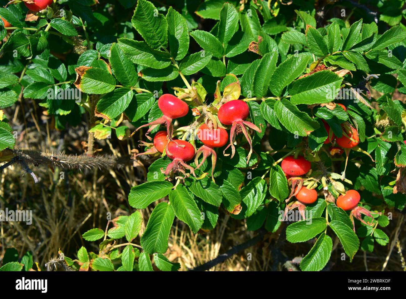 Beach rose (Rosa rugosa) is a deciduous shrub native to eastern Asia ...