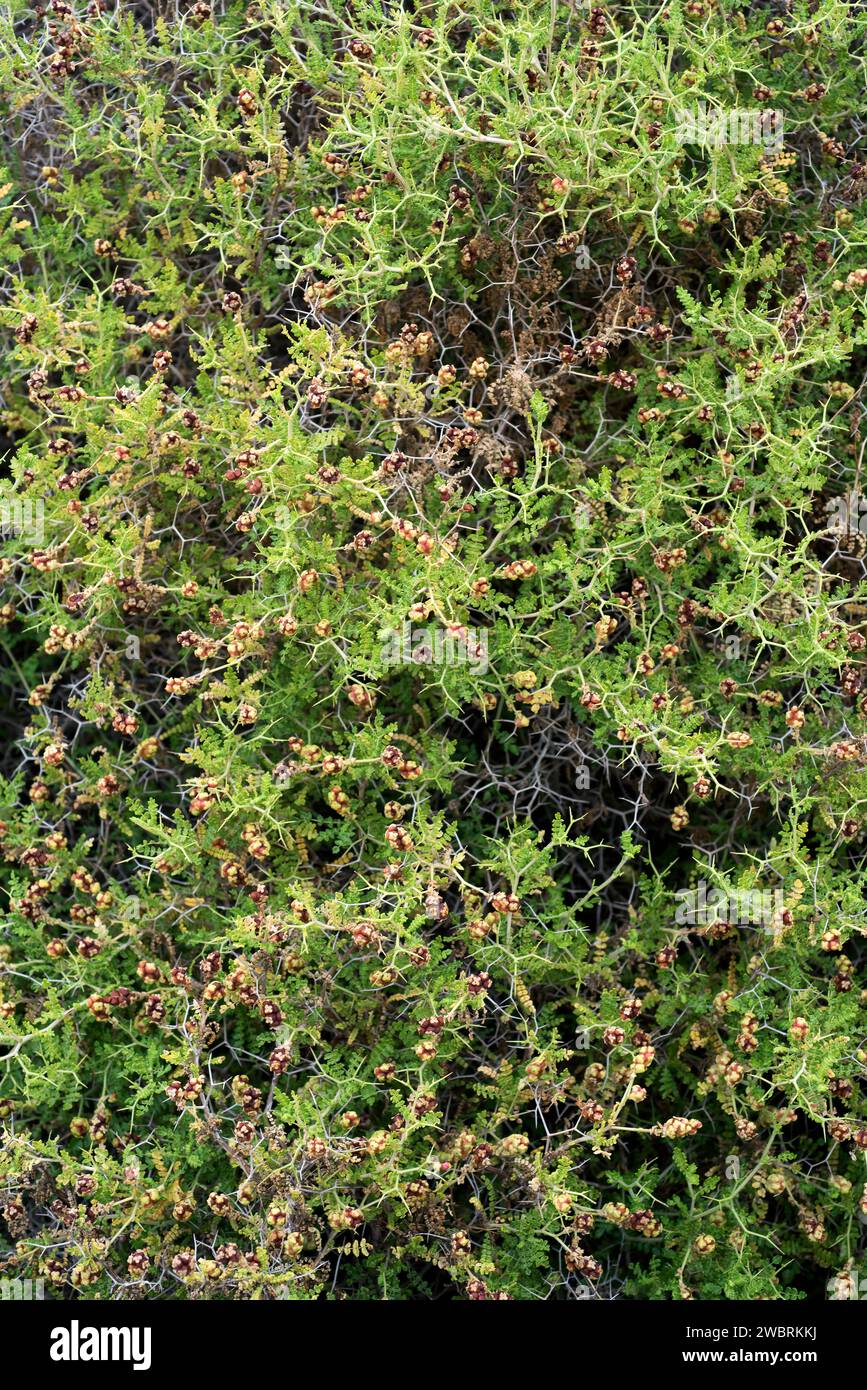 Thorny burnet (Sarcopoterium spinosum) is a thorny shrub native to eastern Mediterranean Basin. Stock Photo