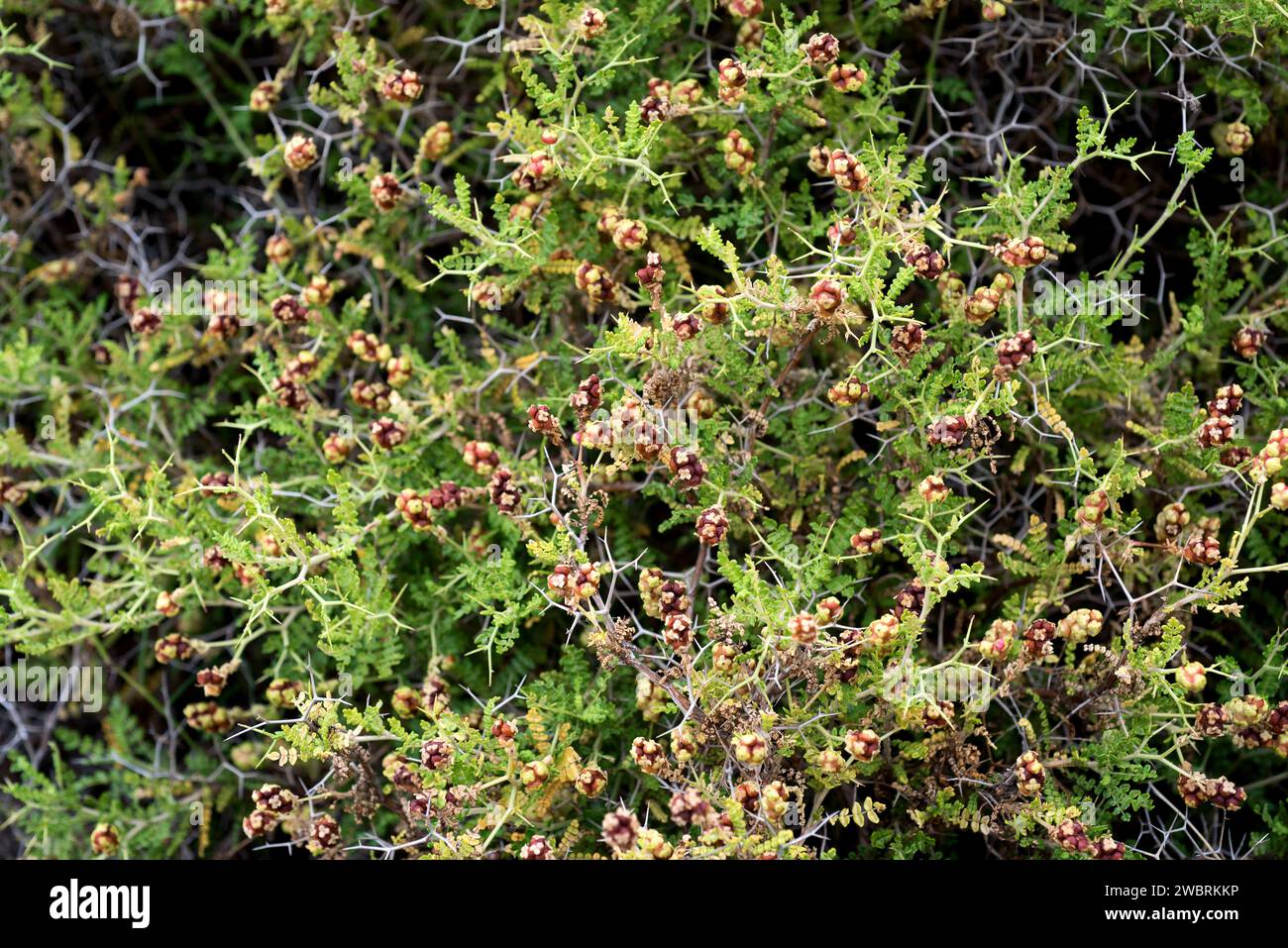 Thorny burnet (Sarcopoterium spinosum) is a thorny shrub native to eastern Mediterranean Basin. Stock Photo