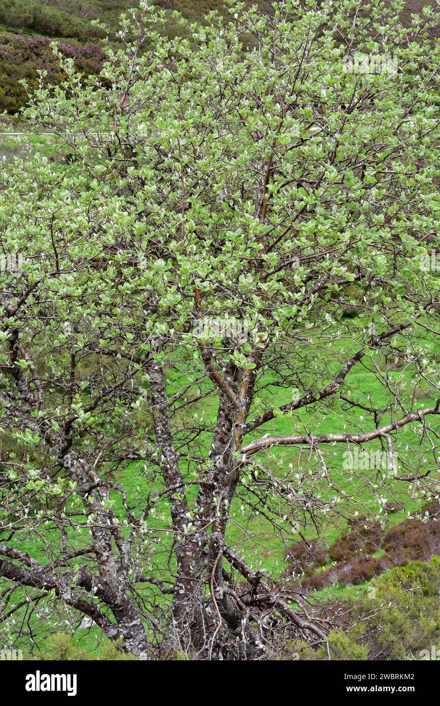 Whitebeam (Sorbus aria) is a deciduous tree native to Europe and north Africa. This photo was taken in Somiedo Natural Park, Asturias, Spain. Stock Photo