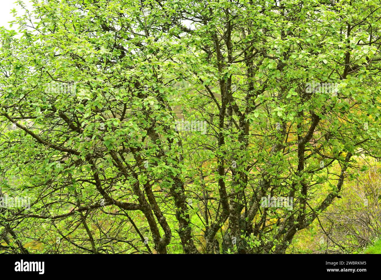 Whitebeam (Sorbus aria) is a deciduous tree native to Europe and north Africa. This photo was taken in Somiedo Natural Park, Asturias, Spain. Stock Photo