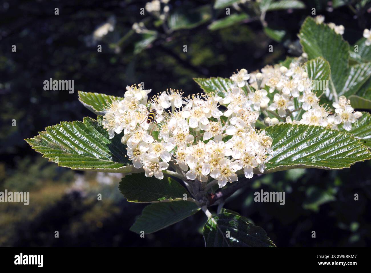 Whitebeam (Sorbus aria) is a deciduous tree native to Europe and north Africa. Flowers detail with the coleoptera Clytus arietis. This photo was taken Stock Photo
