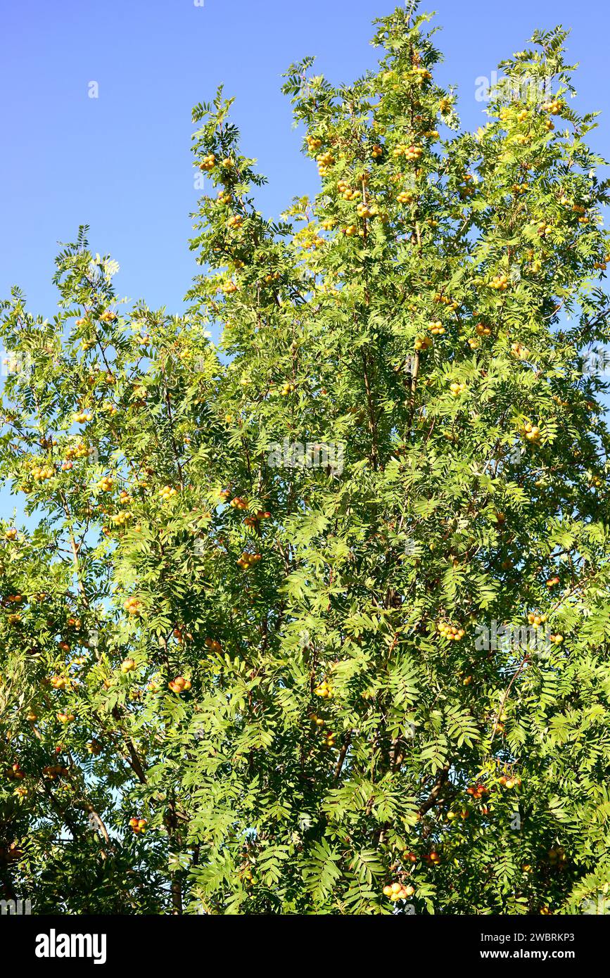 Service tree or sorb tree (Sorbus domestica) is a deciduous tree native to south Europe, north Africa, Caucasus and north Turkey. Its over-ripen fruit Stock Photo