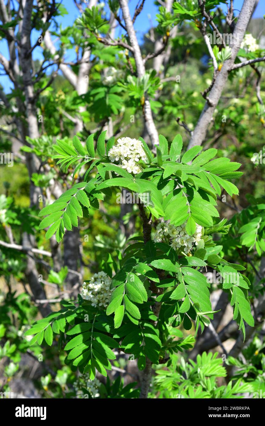 Service tree or sorb tree (Sorbus domestica) is a deciduous tree native to south Europe, north Africa, Caucasus and north Turkey. Flowers and leaves d Stock Photo