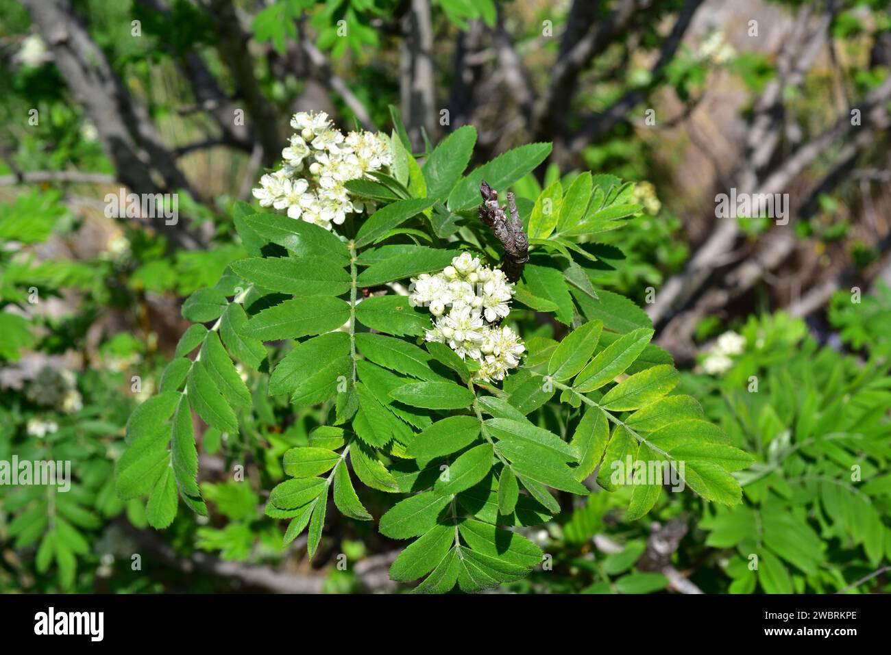 Service tree or sorb tree (Sorbus domestica) is a deciduous tree native to south Europe, north Africa, Caucasus and north Turkey. Flowers and leaves d Stock Photo