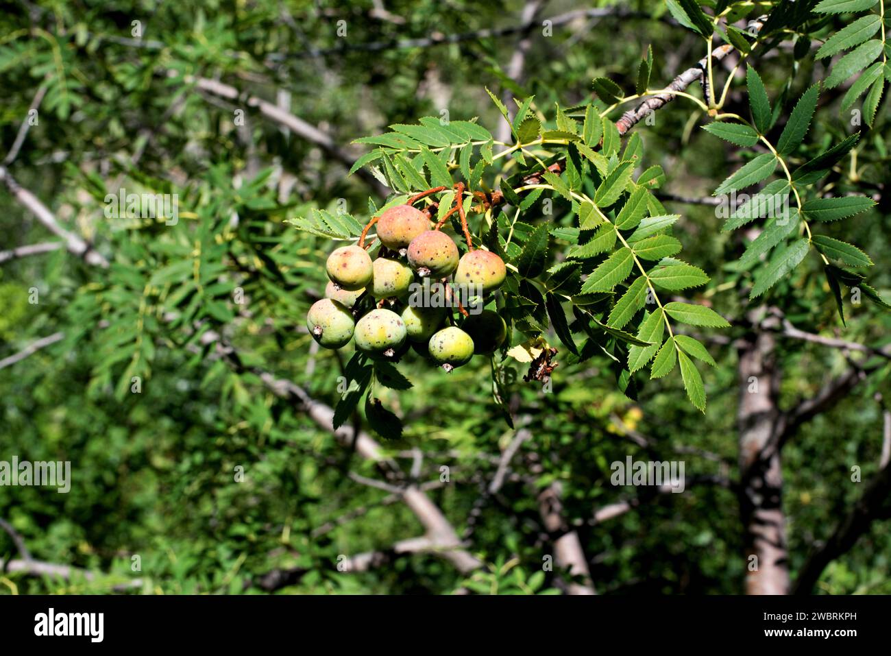 Service tree or sorb tree (Sorbus domestica) is a deciduous tree native to south Europe, north Africa, Caucasus and north Turkey. Its over-ripen fruit Stock Photo