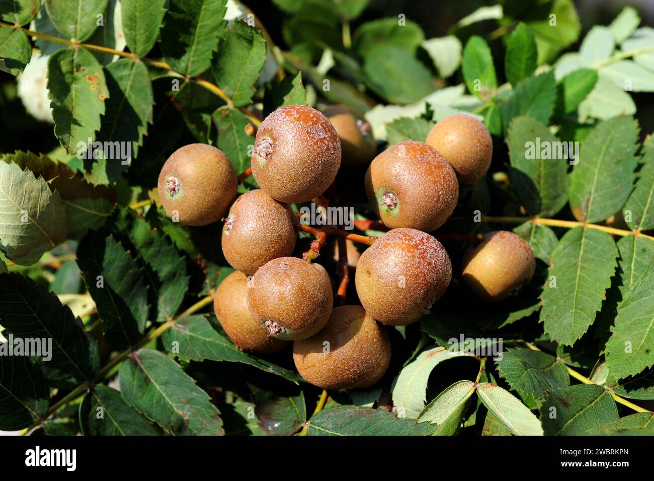 Service tree or sorb tree (Sorbus domestica) is a deciduous tree native to south Europe, north Africa, Caucasus and north Turkey. Fruits and leaves de Stock Photo