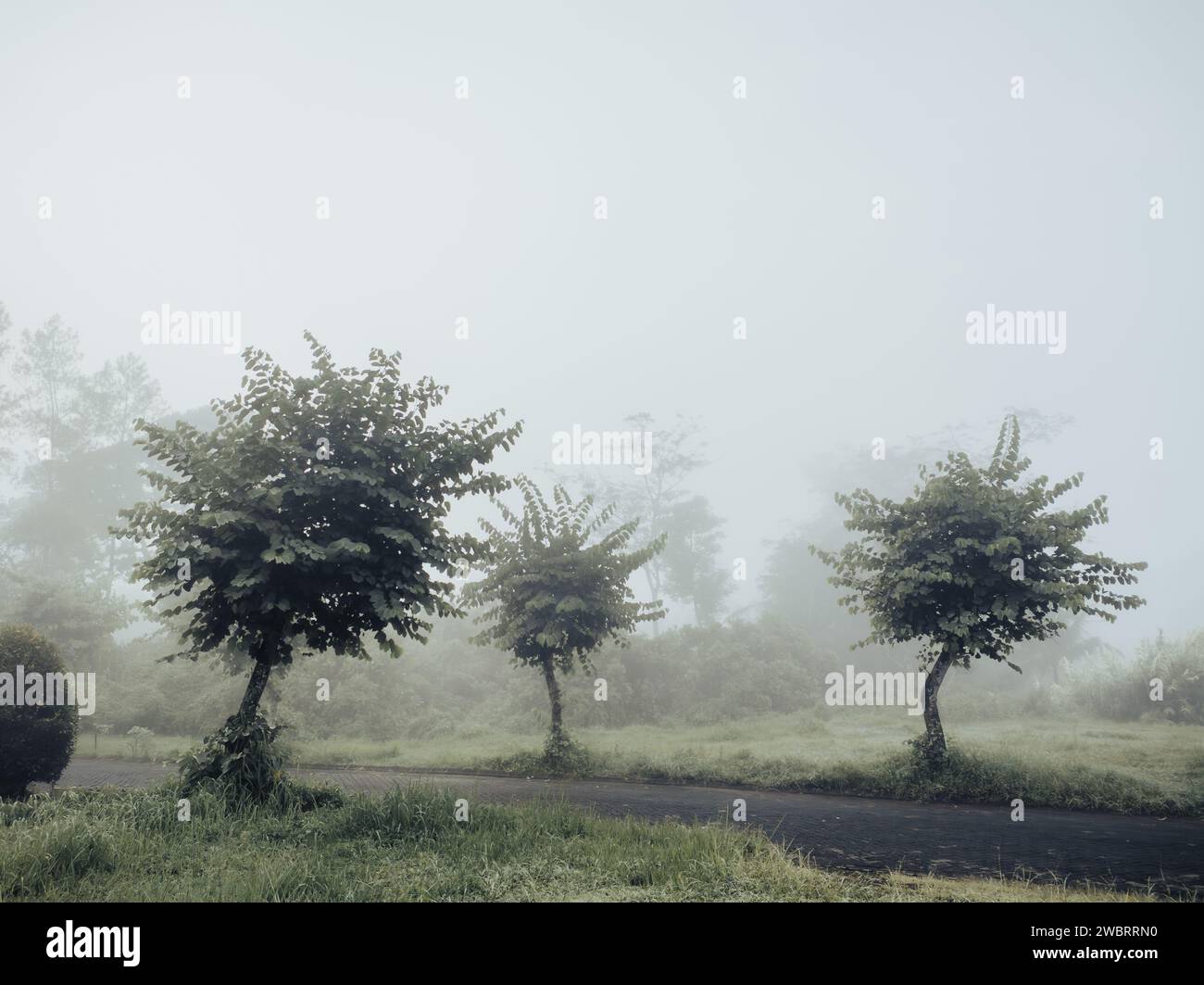 Road in a park with trees on foggy weather condition Stock Photo - Alamy
