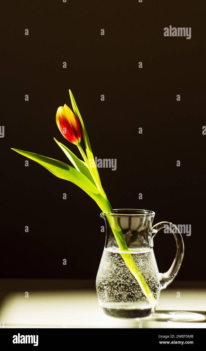 red tulip in a glass of water Stock Photo