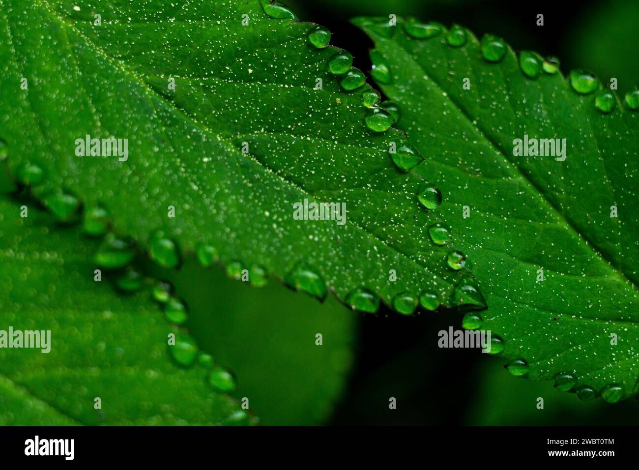Green leaves macro water hi-res stock photography and images - Alamy