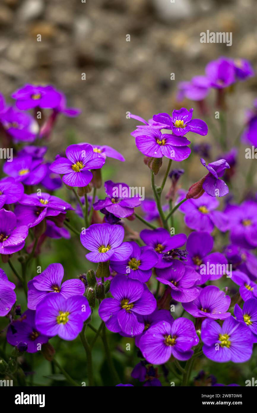 Aubrieta Royal Blue alpine flowers, garden flowers Stock Photo