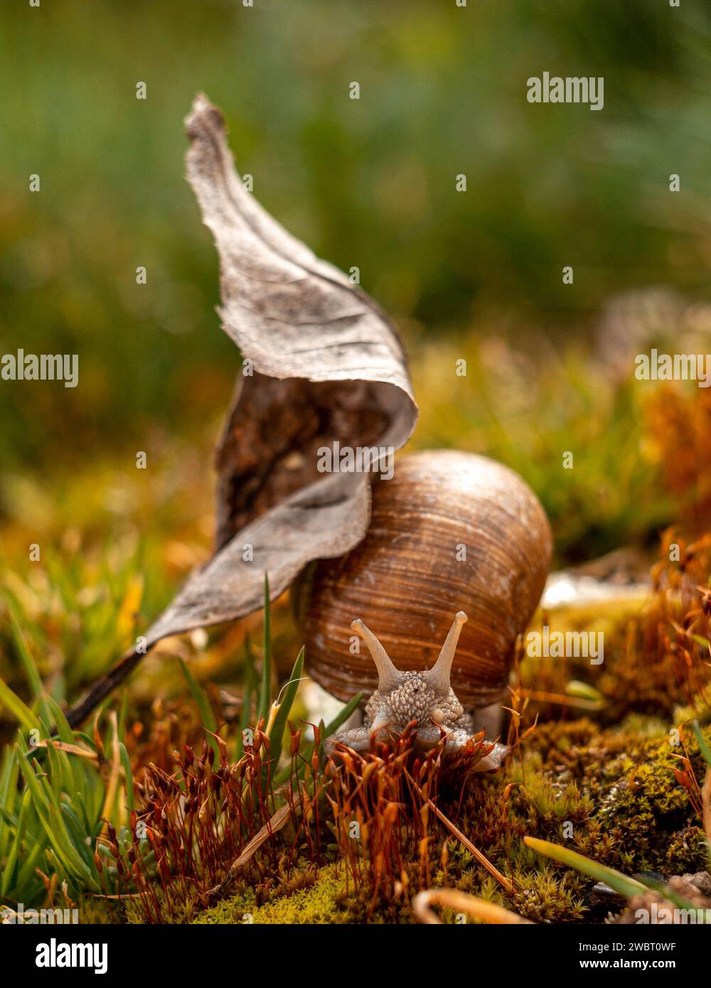snail with dry leaf on green moss Stock Photo