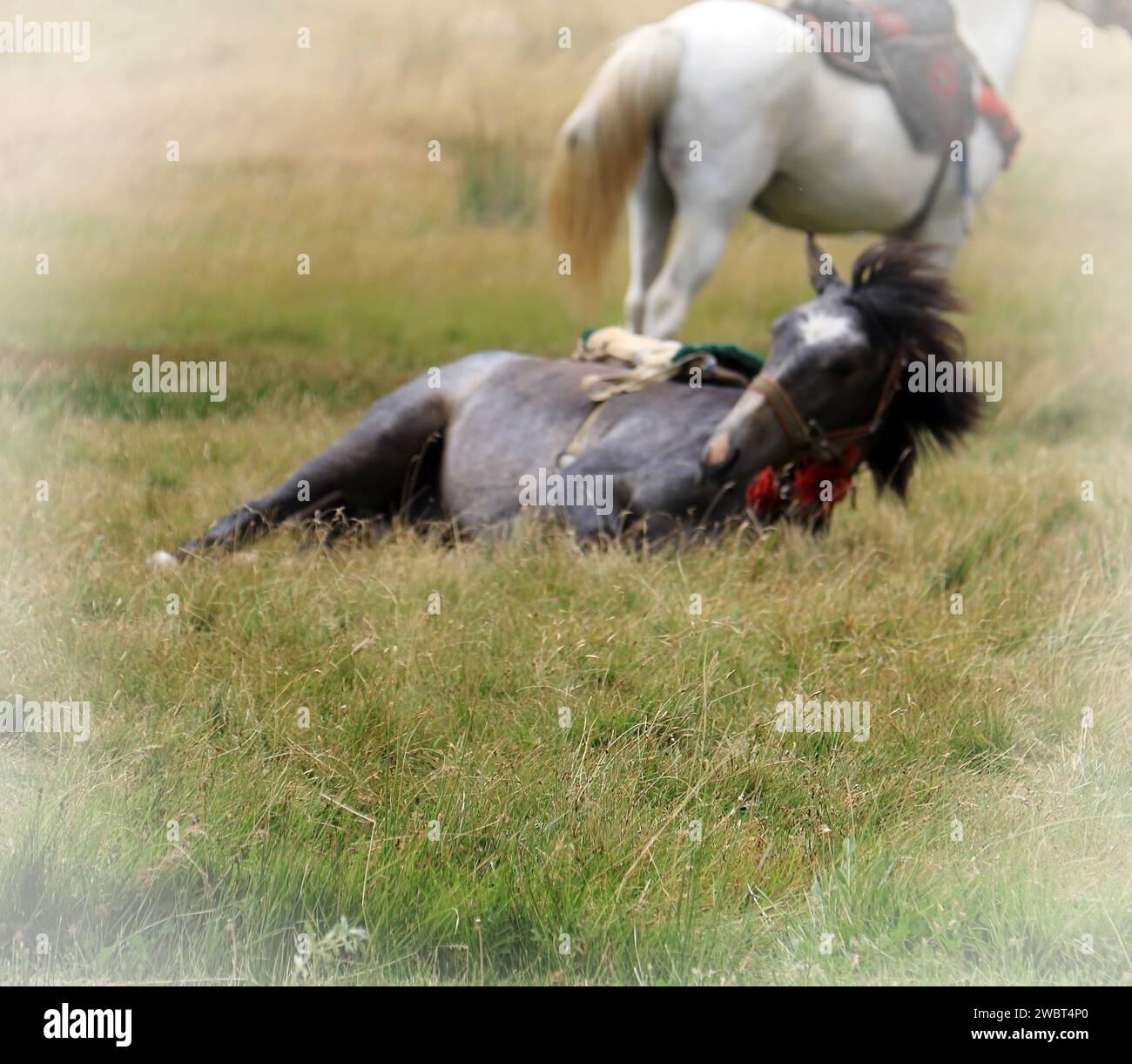 Dreamlike scene of a black horse rolling in the grass and a white horse standing behind, intentionally out of focus. Stock Photo