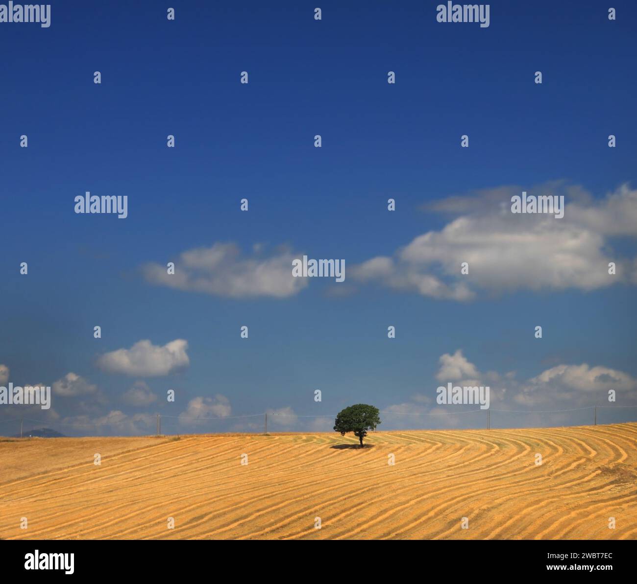 A lone oak tree in a golden field under a blue sky Stock Photo - Alamy