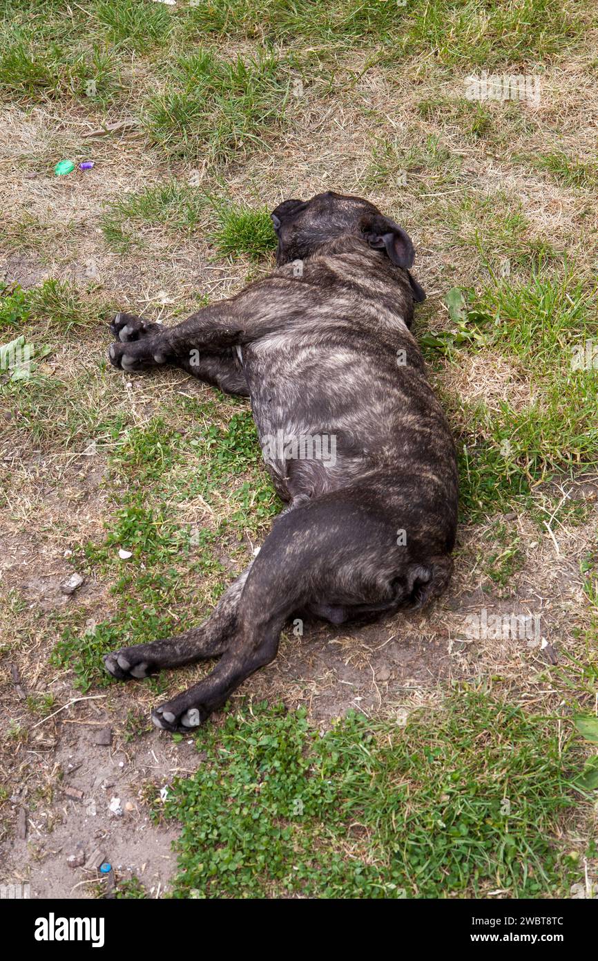 This image captures a candid moment of a large, brindle-coated dog enjoying a restful break on a patch of grass. The dog is lying on its side in a natural, relaxed position, suggesting a sense of contentment and tranquility. The grass around the dog shows signs of wear, indicating this might be a favorite spot for lounging. The natural light and outdoor setting provide a calm and peaceful environment, highlighting the simple pleasures enjoyed by our canine companions. Canine Repose: A Dog's Leisure in the Grass. High quality photo Stock Photo