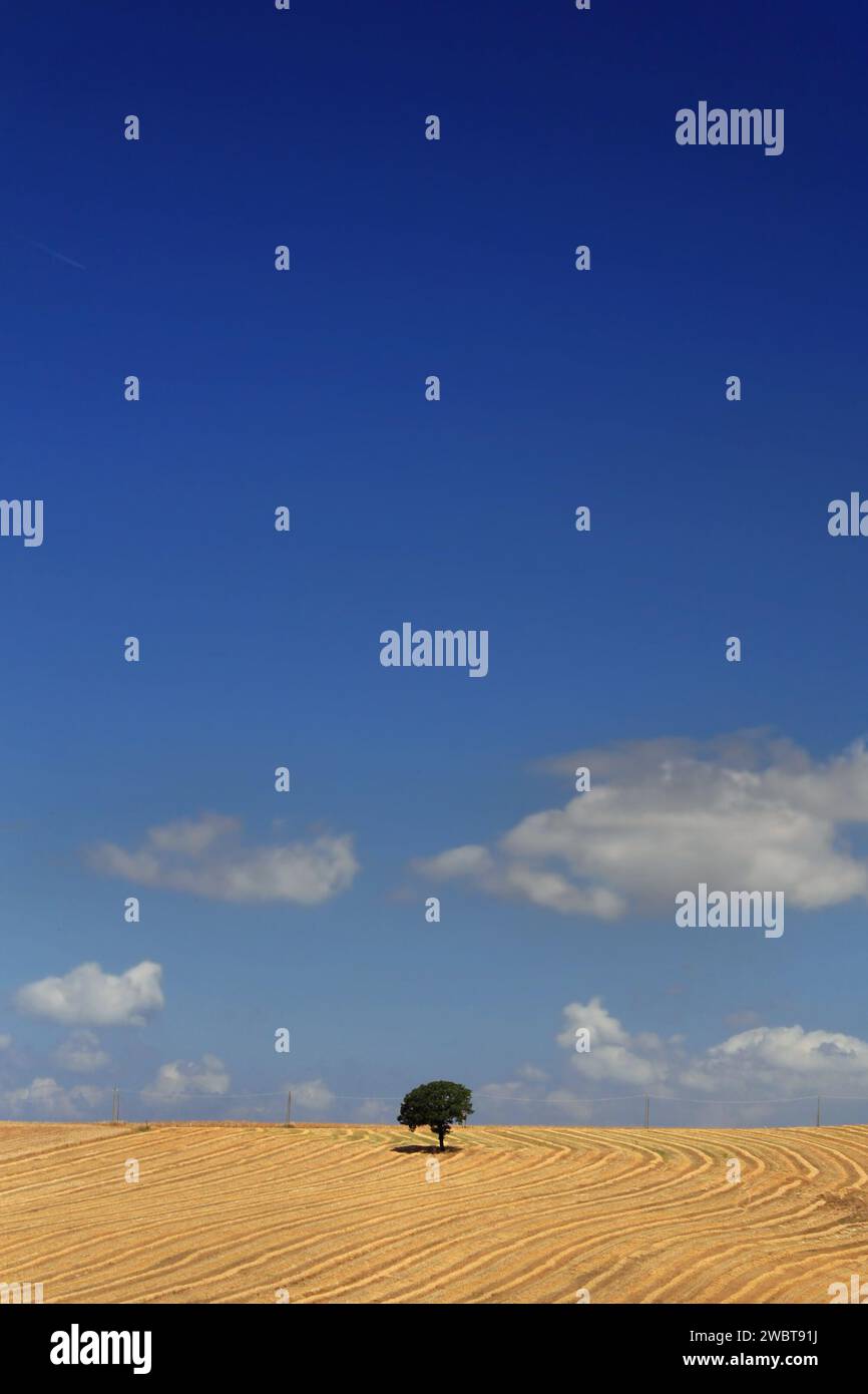 A lone oak tree in a golden field under a blue sky Stock Photo - Alamy