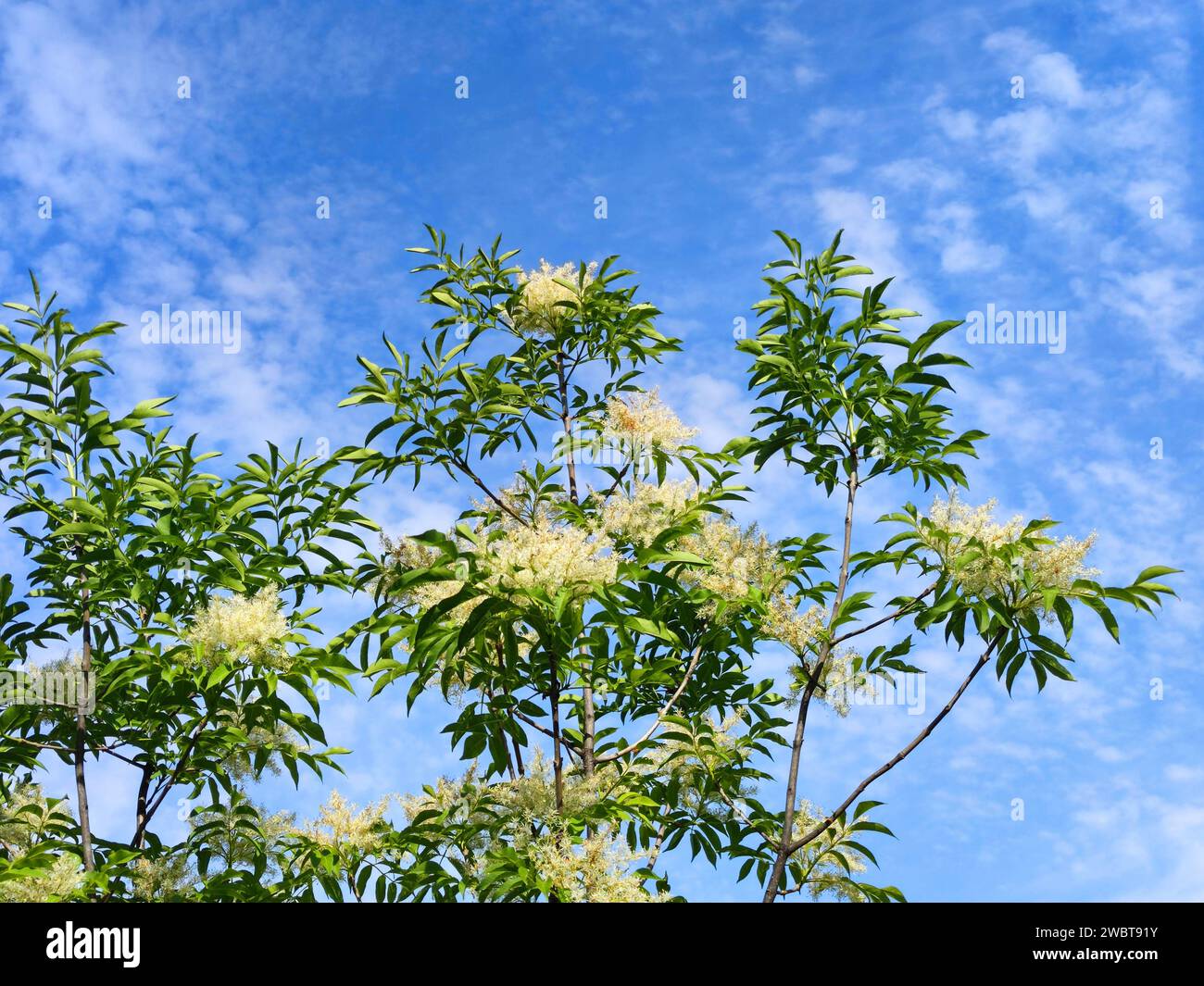 White blooming ash Fraxinus ornus against the background of the spring sunny sky. Stock Photo