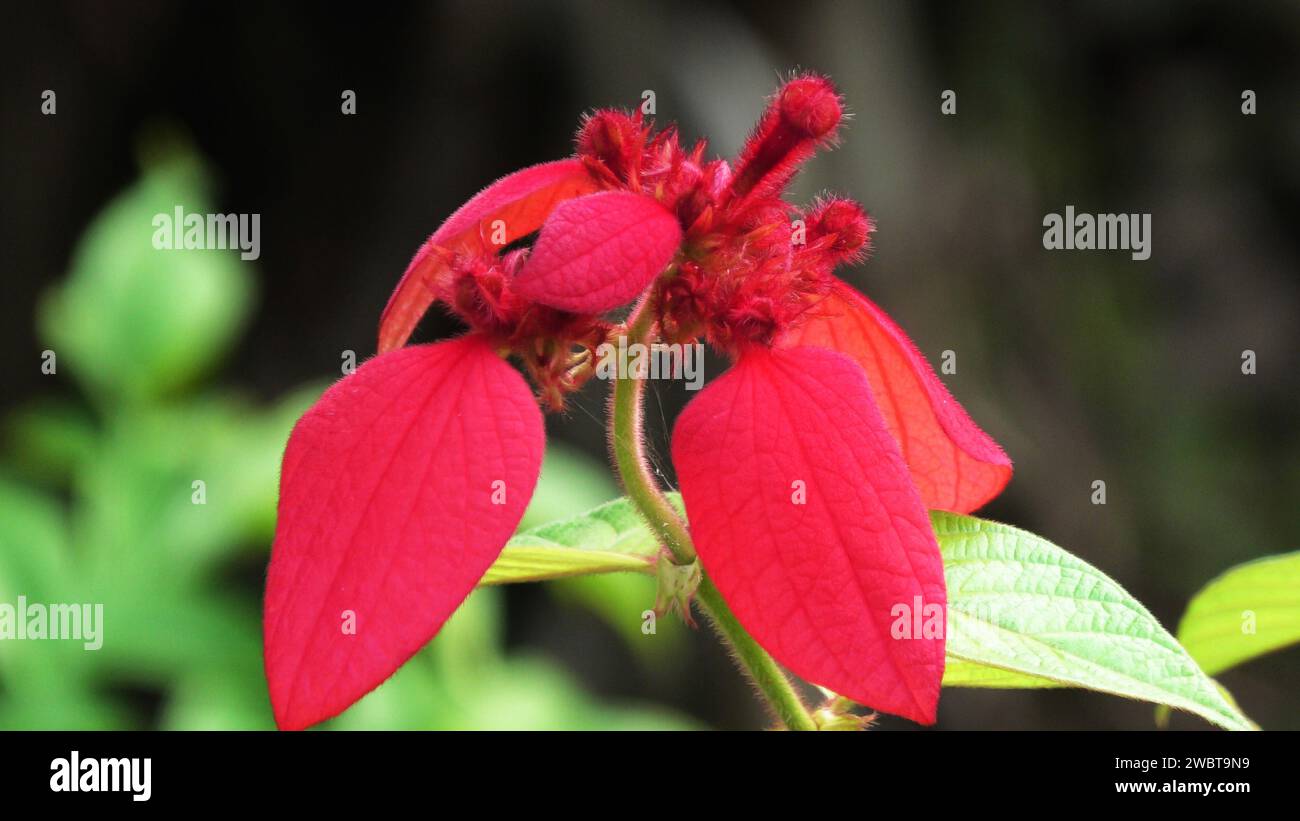 Beautiful red mussaenda flower in foliage. Stock Photo