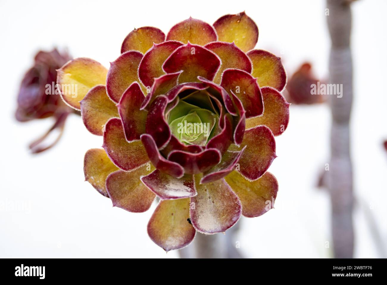 Close up shot of aeonium arboreum var. atropurpureum. Stock Photo