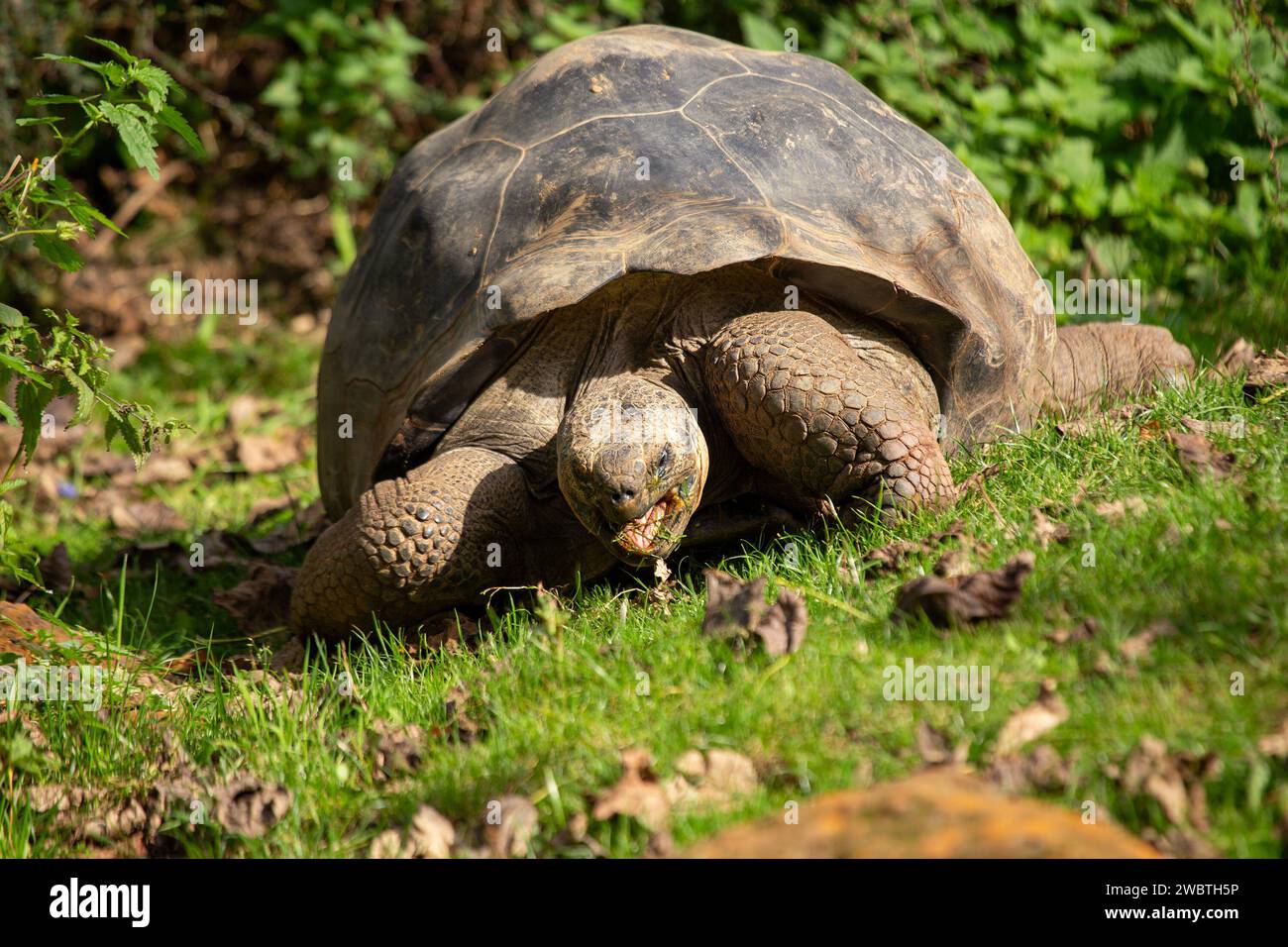 The Galapagos Giant Tortoise, an iconic inhabitant of the archipelago, roams with timeless grace. With a majestic presence, this ancient mariner symbo Stock Photo