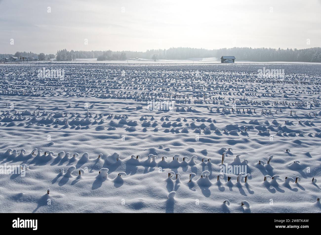 White snowed winter landscape with farmland and forest under the clear blue sky Stock Photo