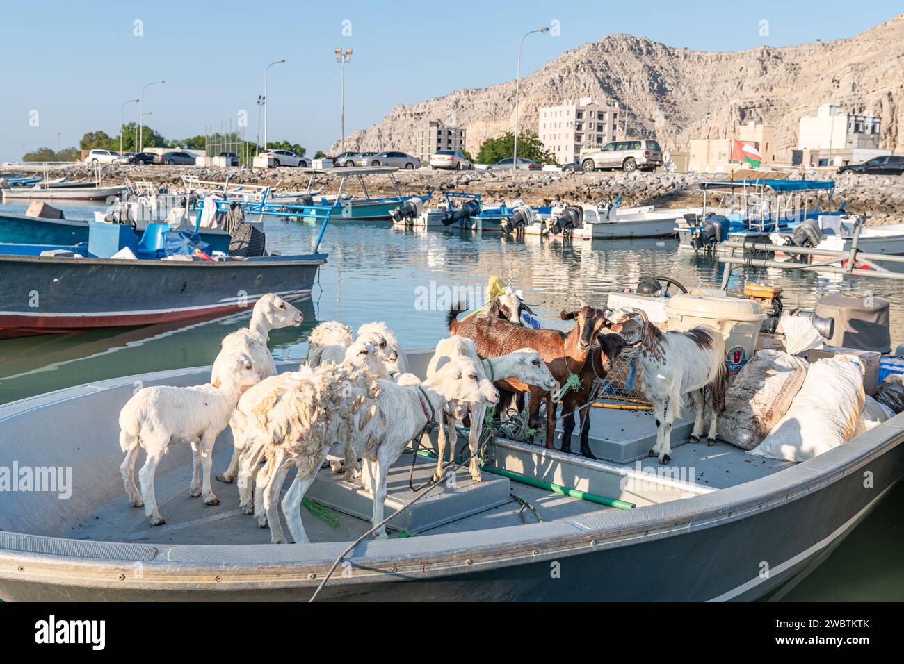 Goats being transported by a boat moored at the end of the eastern Sea Canal with Khasab town behind, Musandam, Oman Stock Photo
