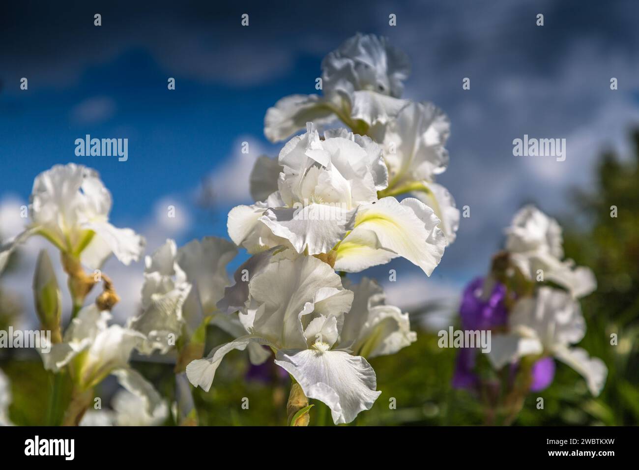 German iris ( lat. Iris germanica ) in bloom. Beautiful flowers of bearded iris in spring garden Stock Photo