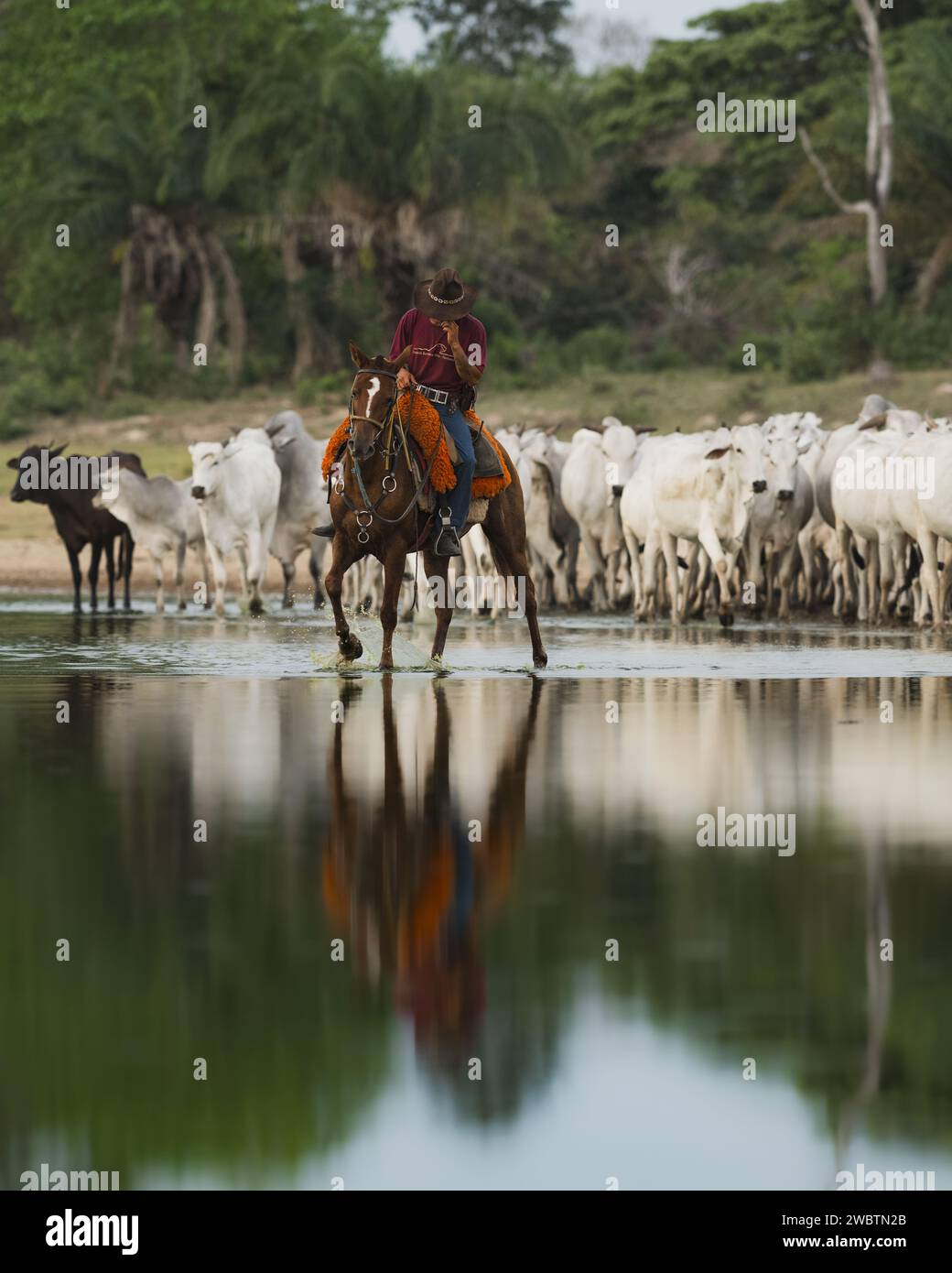 Pantaneiro cowboy leading a cattle drive through South Pantanal, Brazil Stock Photo