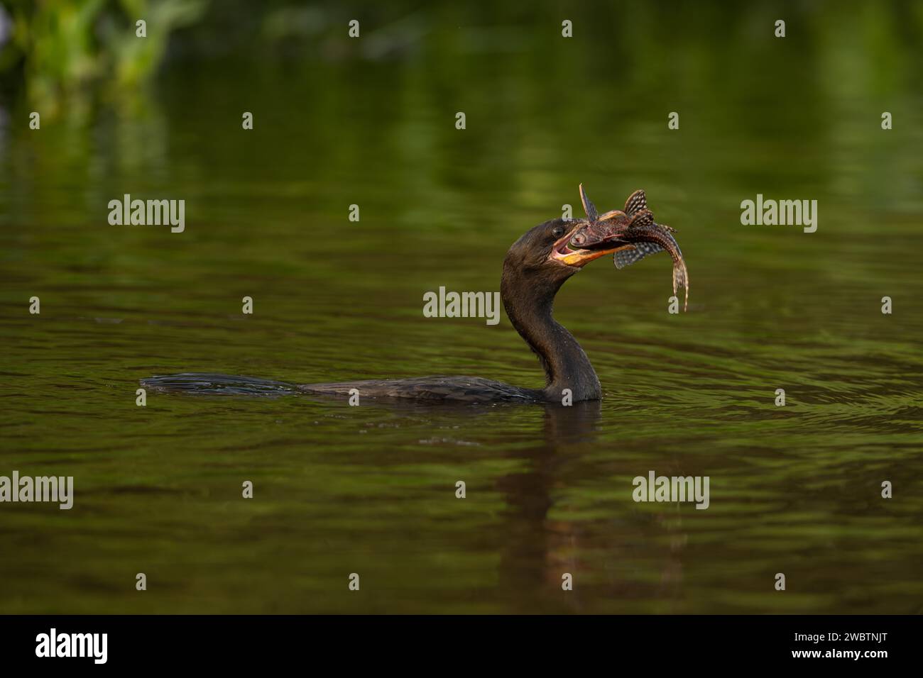 A Neotropic Cormorant (Phalacrocorax brasilianus) with a Pleco Catfish caught in the Pantanal Stock Photo