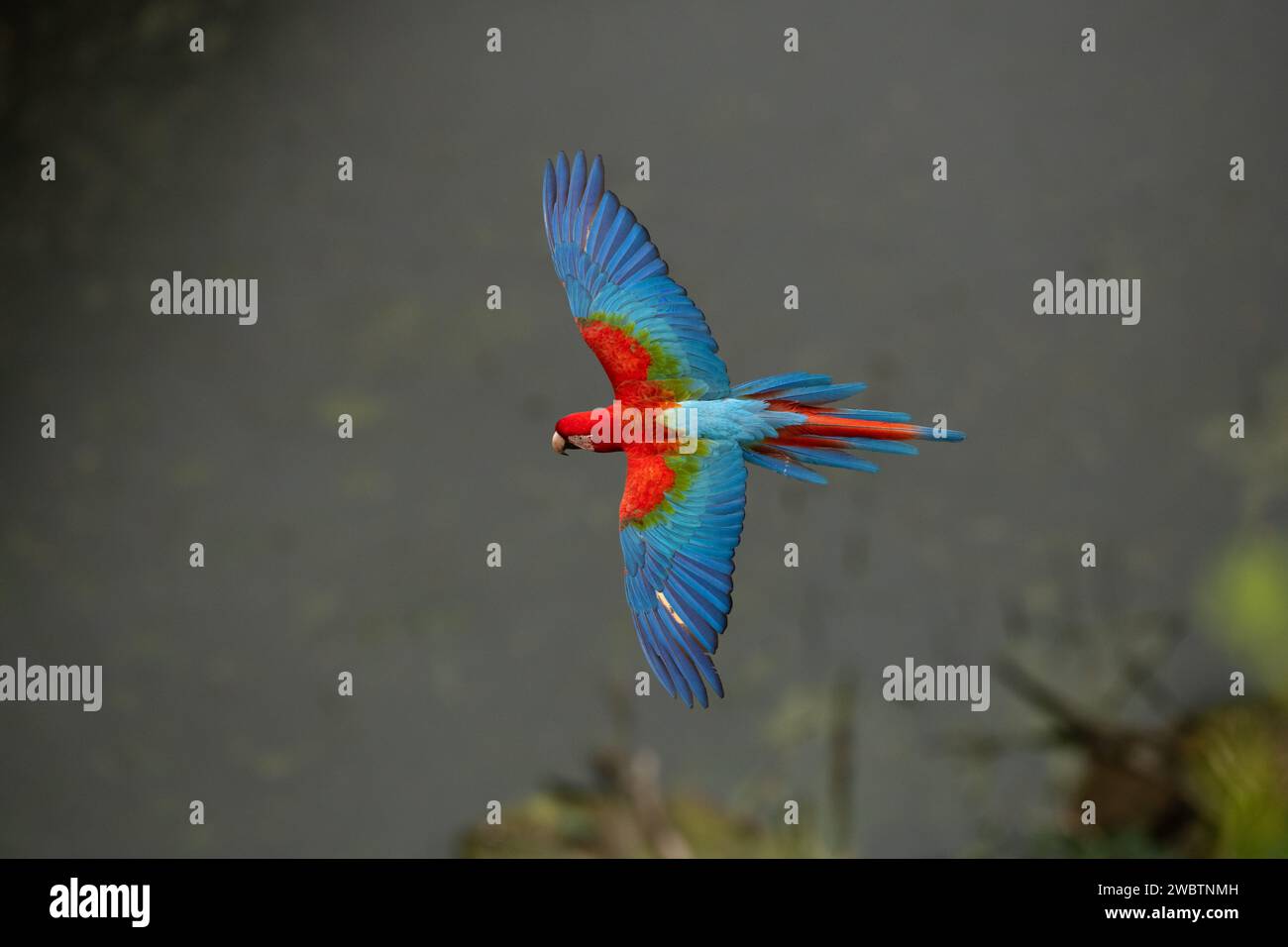 Flying Red-and-green Macaw (Ara chloropterus) in Central Brazil Stock Photo