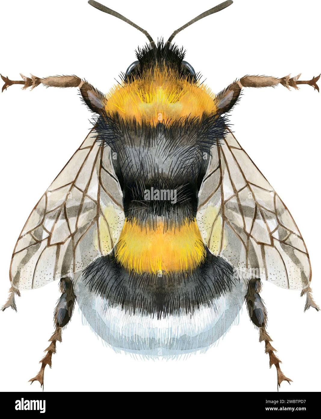 Cute earth bumblebee. Insect for t-shirt graphics. Watercolor bumblebee ...