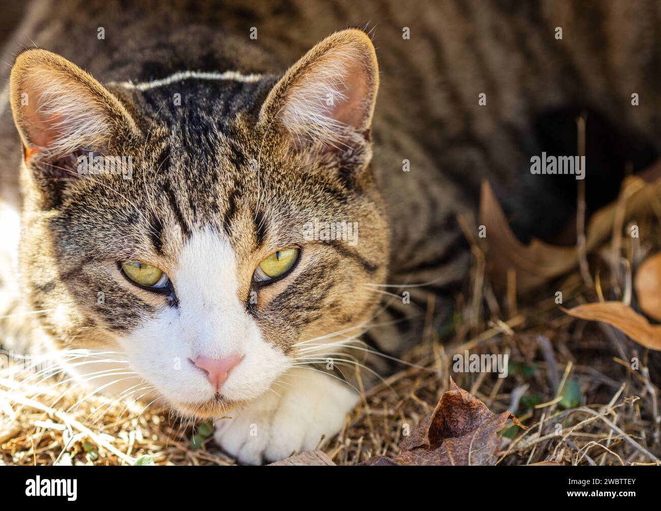 A barnyard cat sits in the shade and grass (Felis catus) looking wary ...