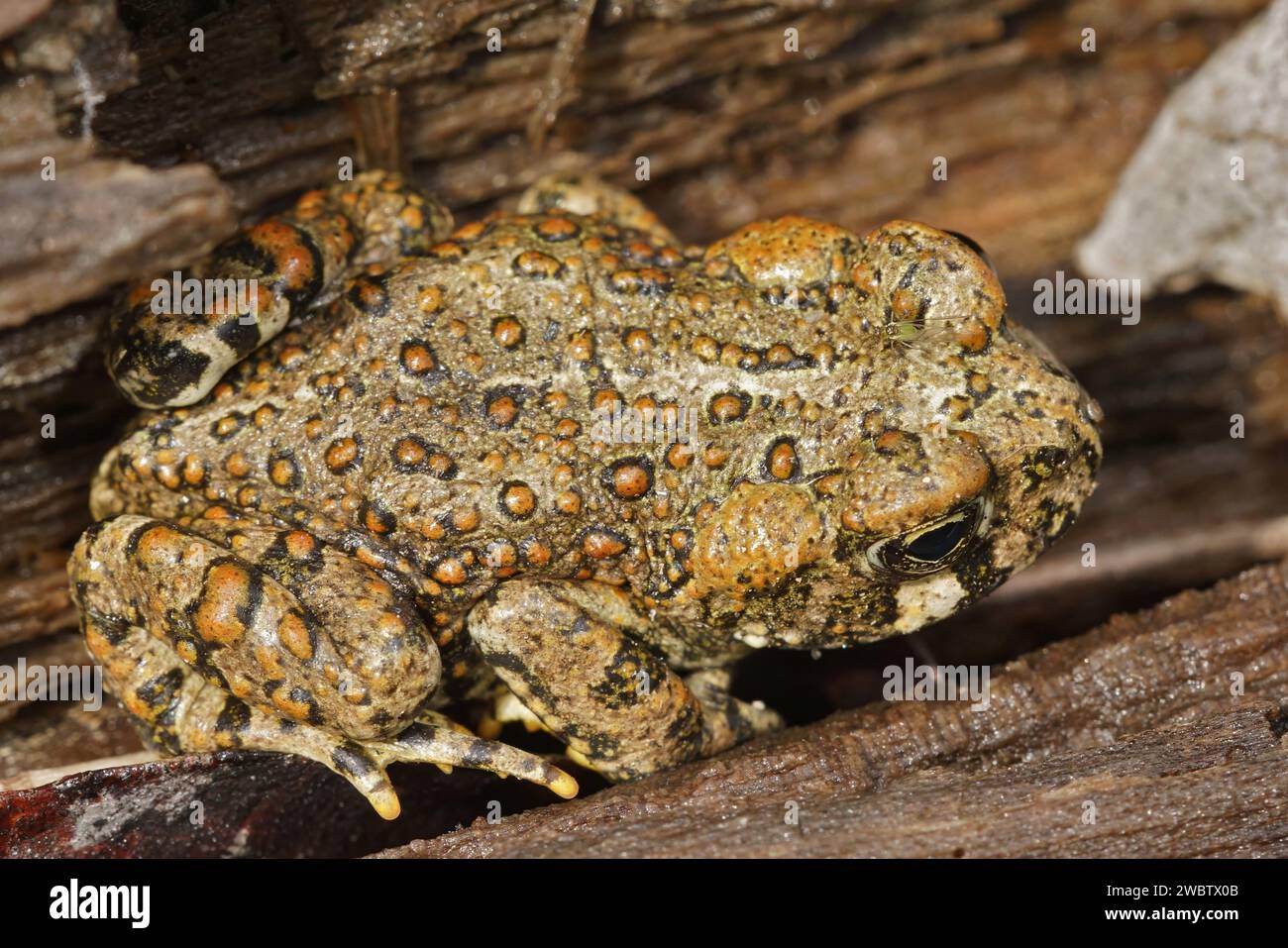 Natural closeup on beautiful brass colored juvenile of Anaxyrus boreas, Western toad in Northern California sitting on redwood Stock Photo