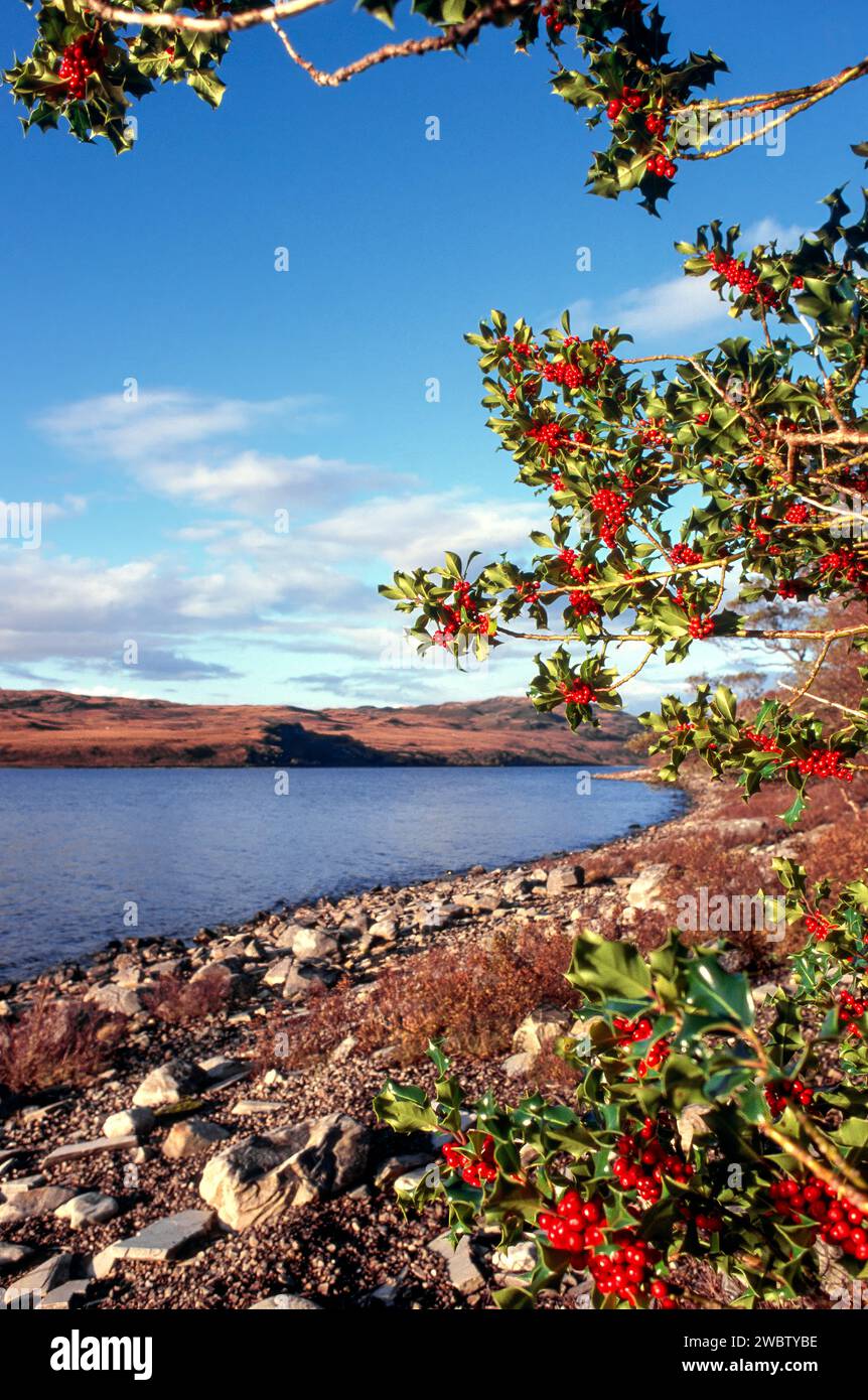 Holly bush Ilex aquifolium with red berries at Loch Hope Sutherland ...