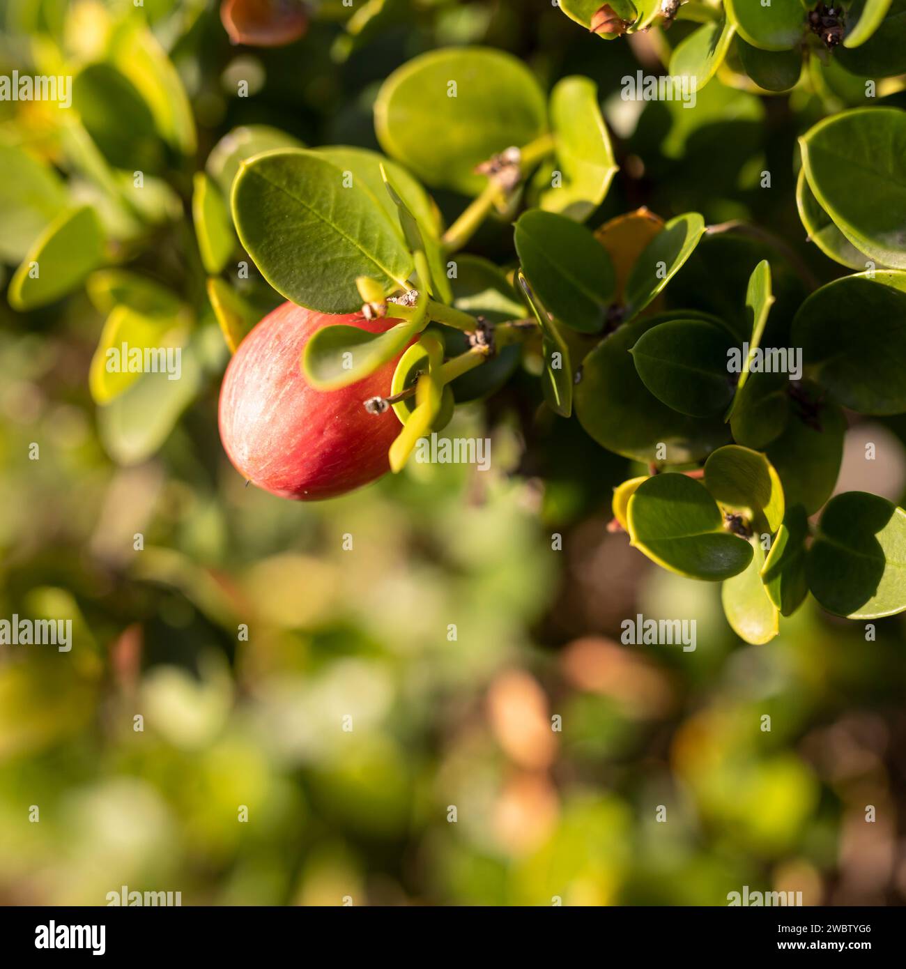 Natal plum, or Carissa macrocarpa white flowers and green fruits. Square frame Stock Photo