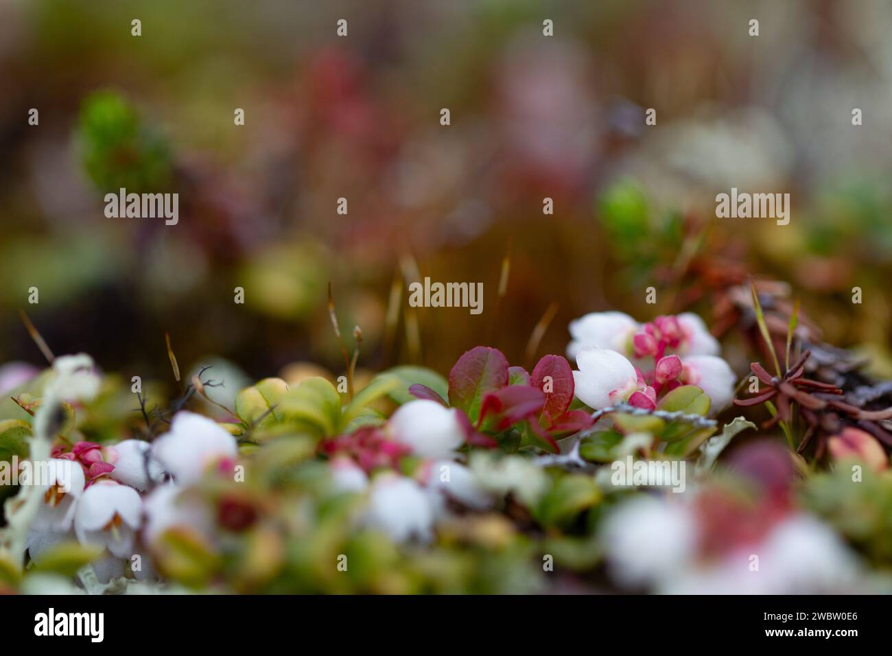 Flower of a lingonberry or cranberry growing on cryptogamic mat in the ...