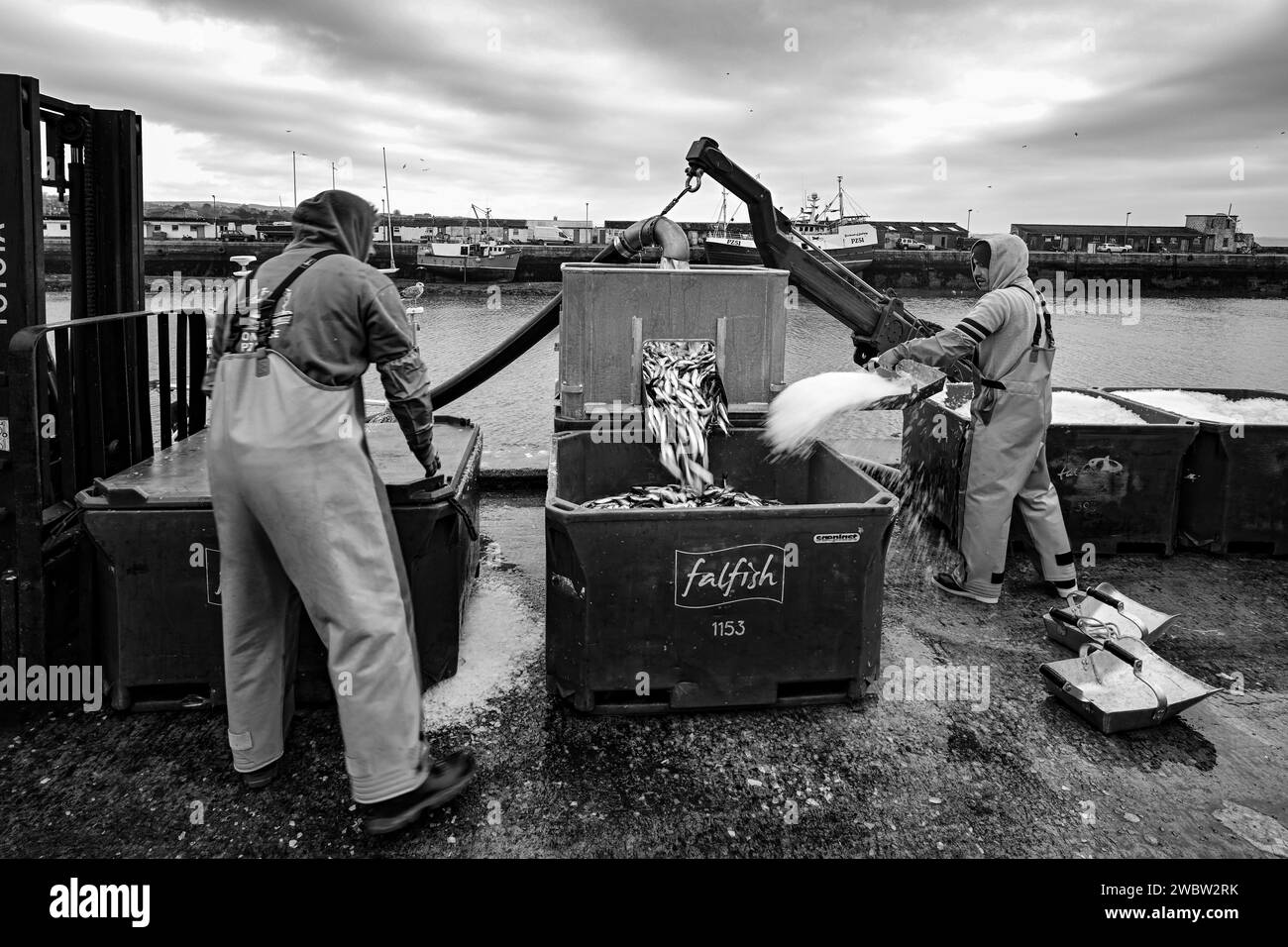 NEWLYN HARBOUR FISH MARKET BRINGING HOME THE CATCH LANDING SARDINES