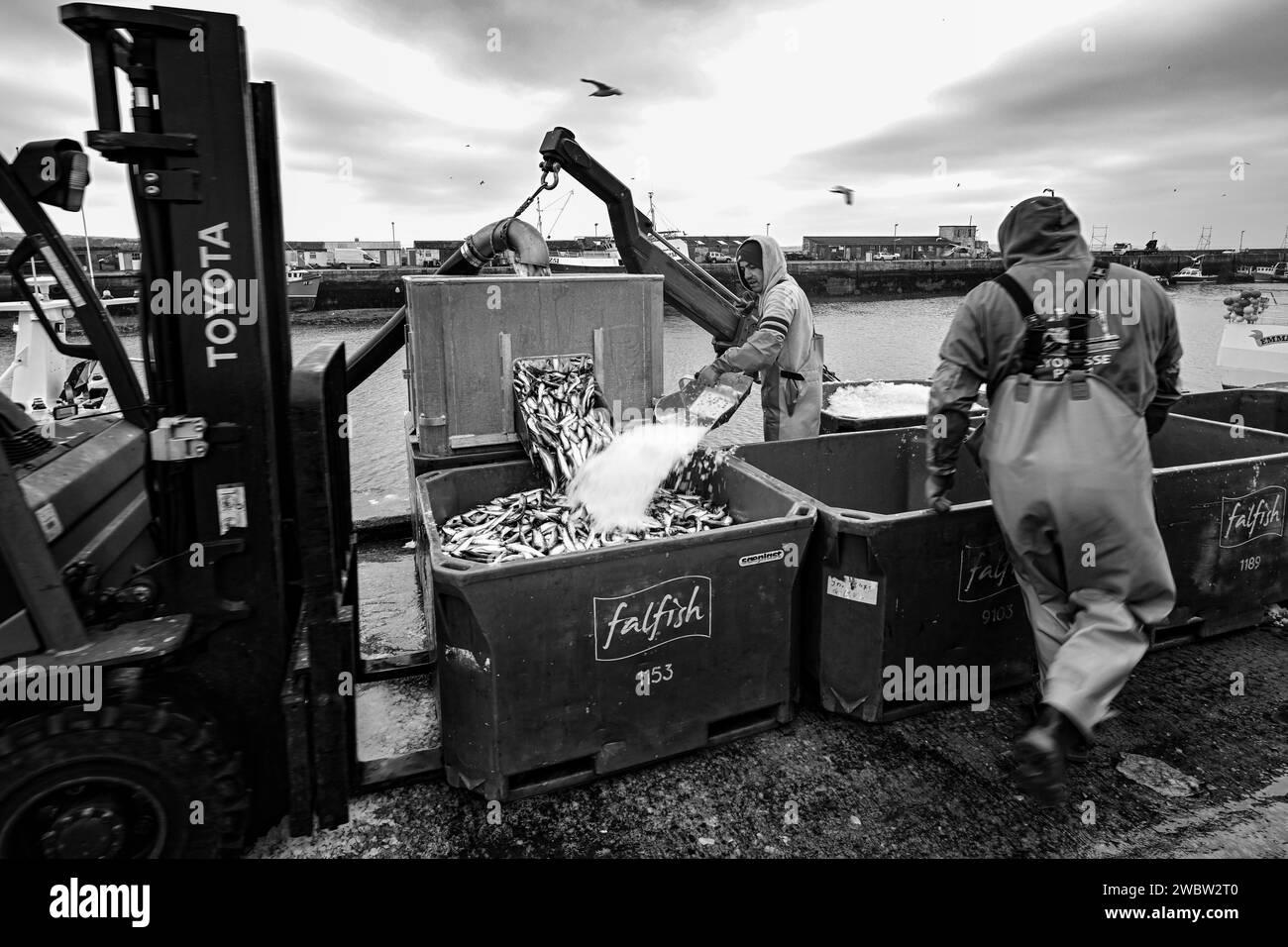 NEWLYN HARBOUR FISH MARKET BRINGING HOME THE CATCH LANDING SARDINES