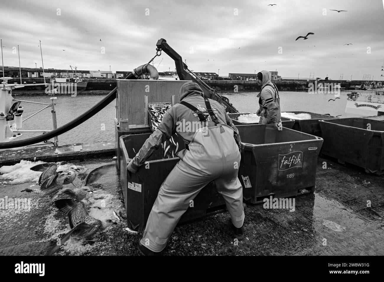 NEWLYN HARBOUR FISH MARKET BRINGING HOME THE CATCH LANDING SARDINES ...