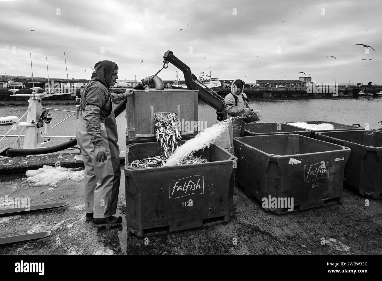 NEWLYN HARBOUR FISH MARKET BRINGING HOME THE CATCH LANDING SARDINES