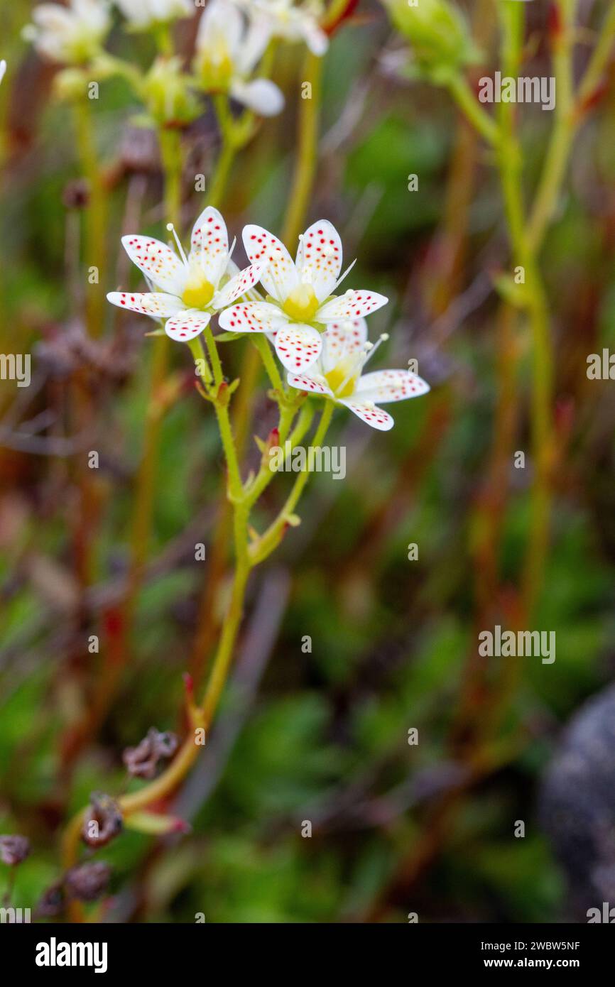 Prickly saxifrage, or Saxifraga tricuspidata, a perennial white wildflower with red and yellowish orange spots. Found near Arviat, Nunavut, Canada Stock Photo