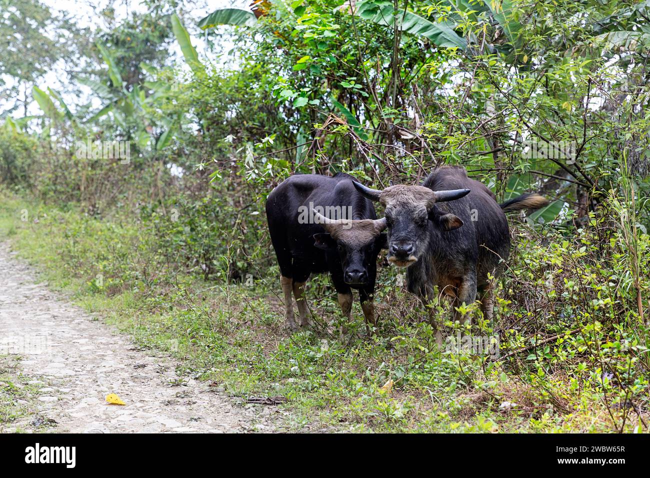 Two mithuns on the side of a dirt road, the state animal of Nagaland and Arunachal Pradesh, Nagaland, Northeast India Stock Photo