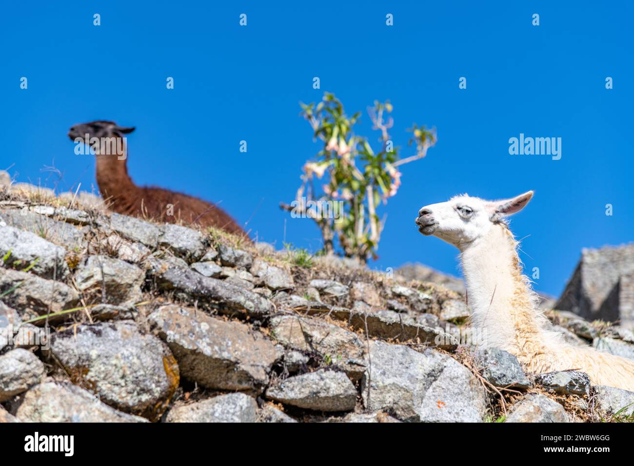 Two llamas on a terrace at the Machu Picchu citadel ruins in the Sacred Valley in Peru Stock Photo