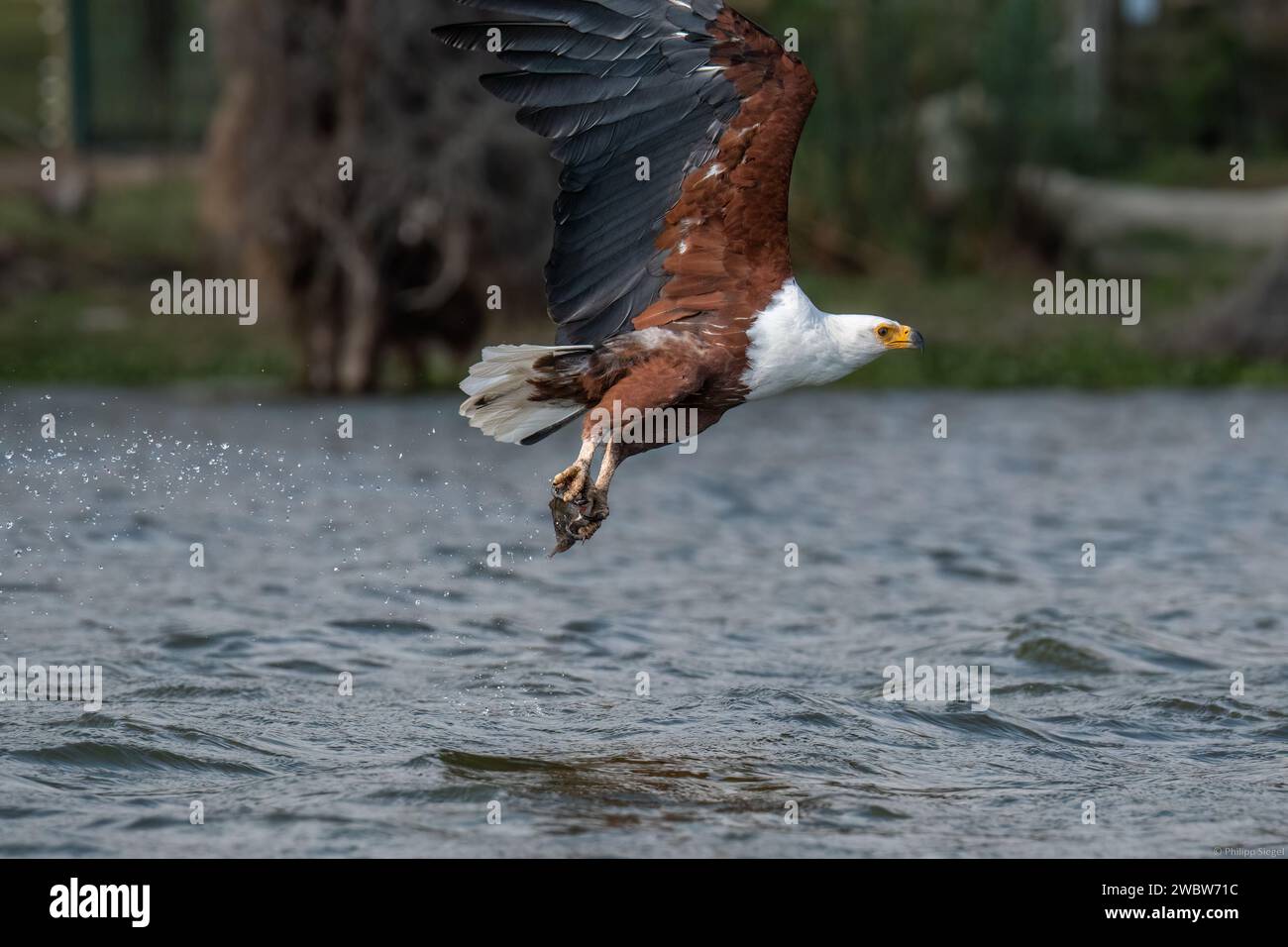 A majestic eagle soars gracefully through the sky above a vast expanse of glistening water, framed by a lush backdrop of verdant trees Stock Photo