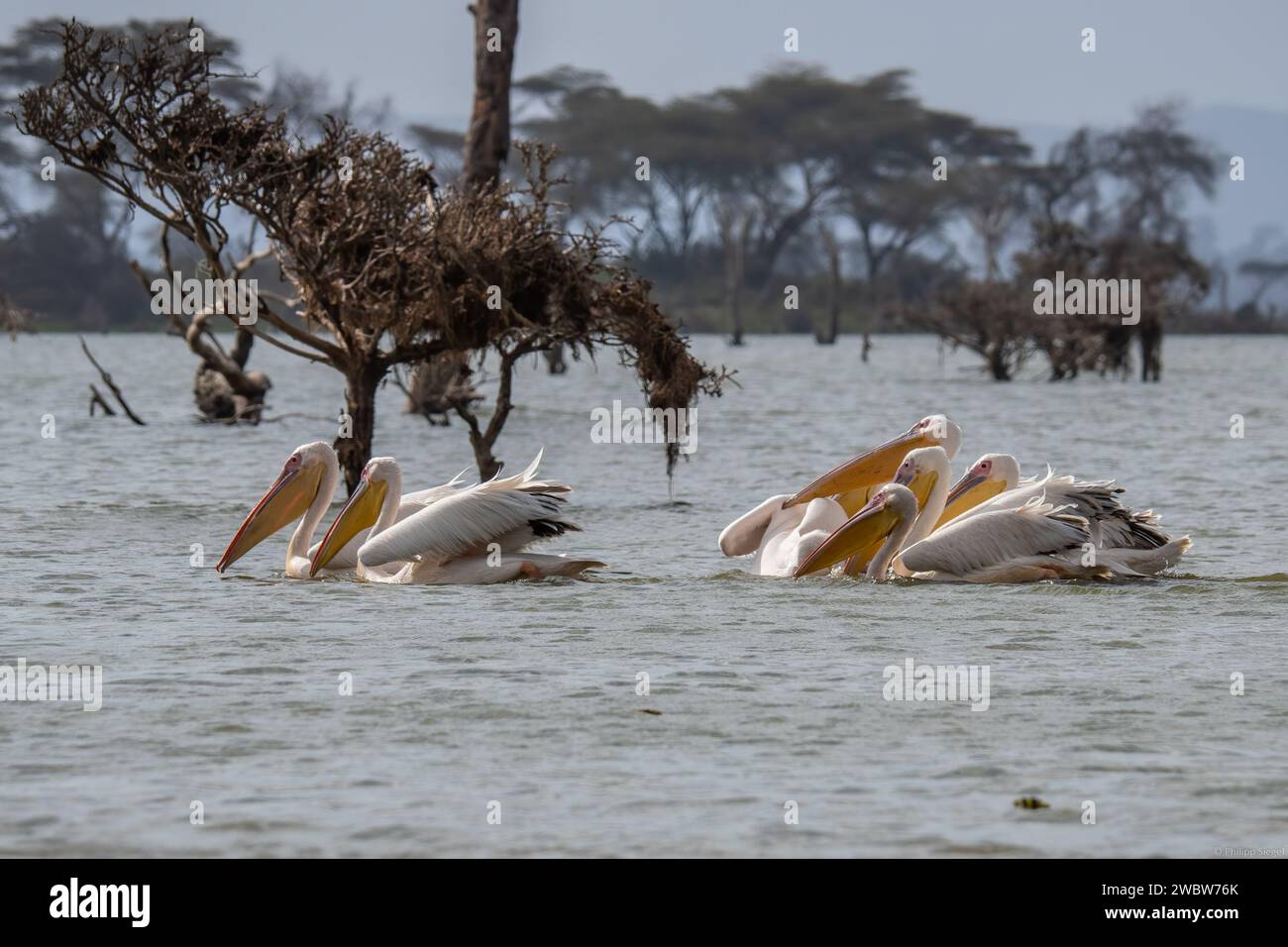 A group of pelicans gracefully glide across the calm waters, their eyes keenly scanning the surface for sustenance Stock Photo