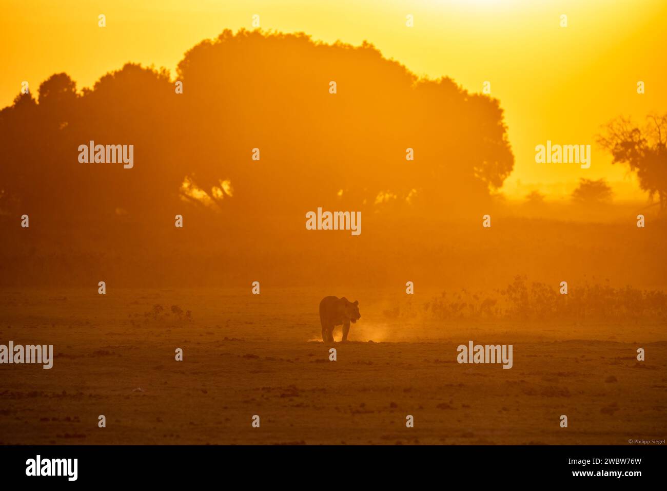 Savannah landscape sunset lion hi-res stock photography and images - Alamy