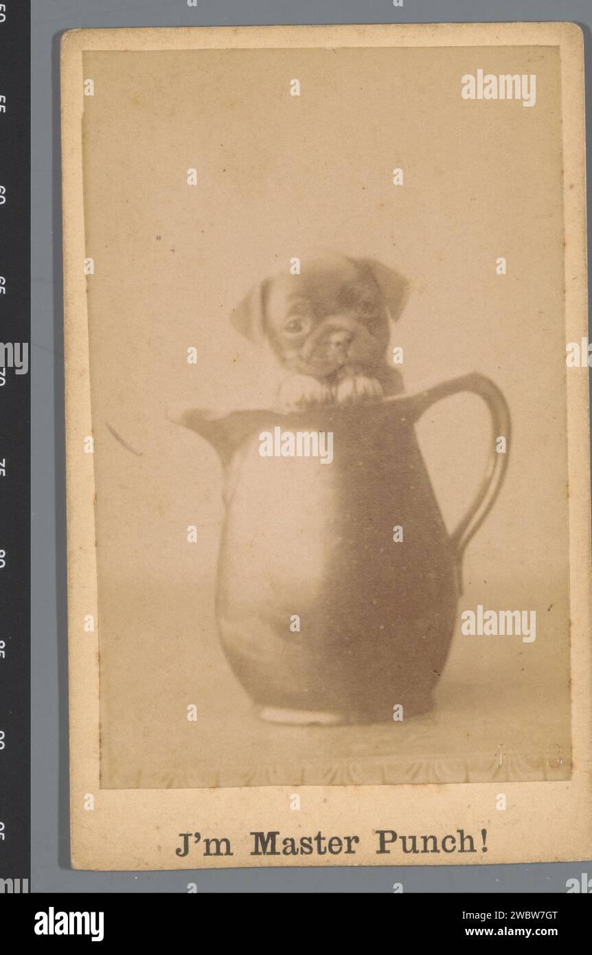 Puppy in a jug, Jan van Ronzelen, 1883 Photograph. visit card  Berlin cardboard. paper albumen print dog. container of ceramics: jar, jug, pot, vase Berlin Stock Photo