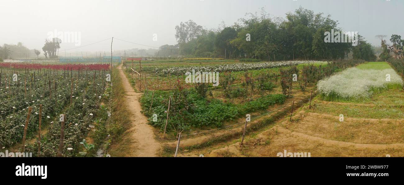 Vast field of budding Chrysanthemums,Chandramallika and various other flowers. Winter morning at Valley of flowers at Khirai, West Bengal, India. Stock Photo