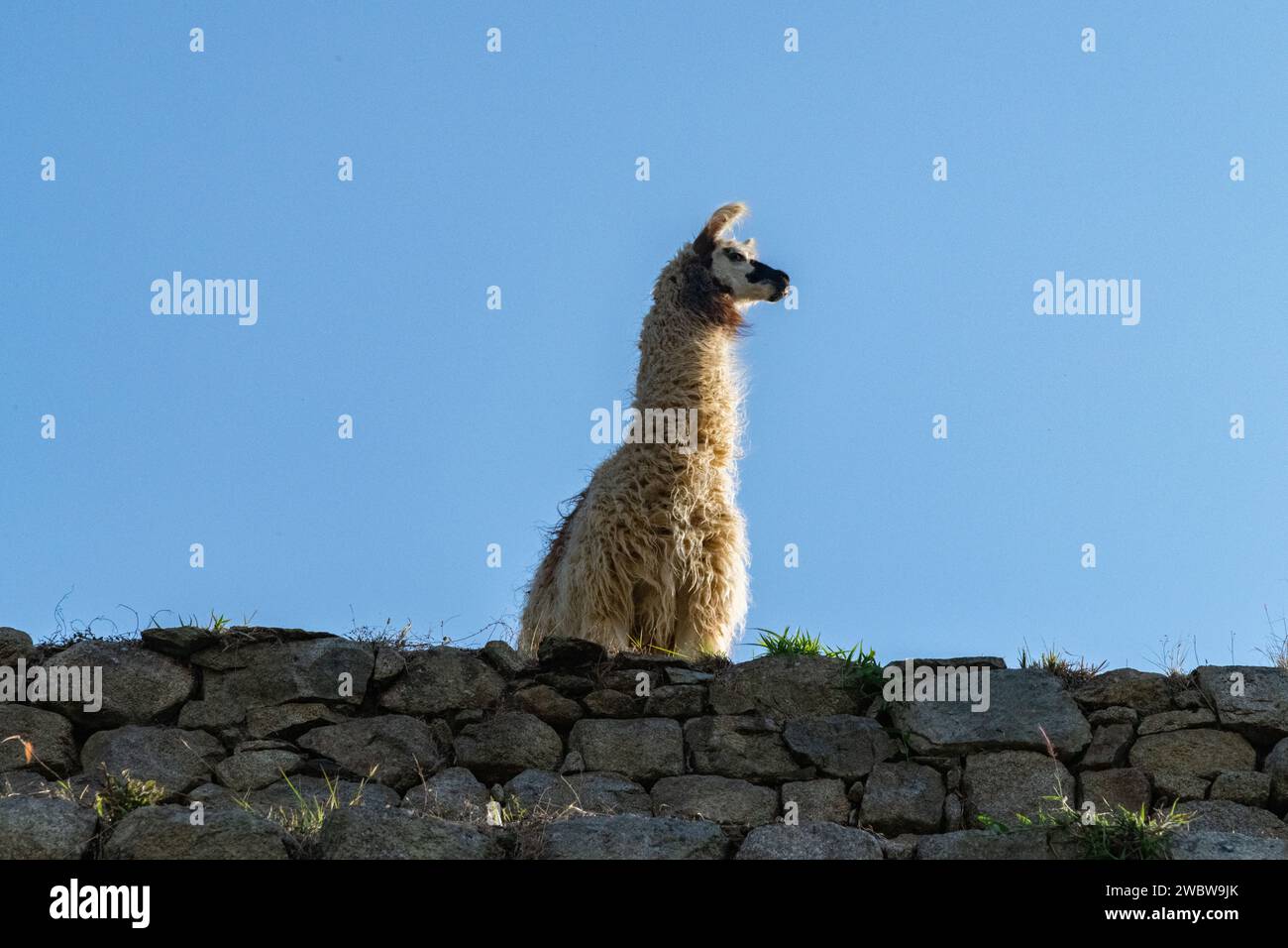 A llama looking out on a terrace at the Machu Picchu citadel ruins in the Sacred Valley in Peru Stock Photo